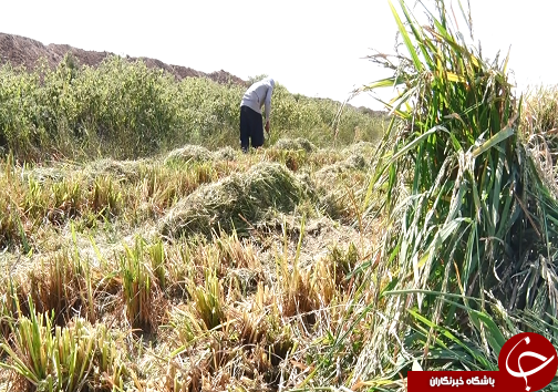 آرامش، ارمغان کشت برنج برای کشاورزان/سیل دست خالی از اراضی کشاورزی خوزستان رفت+فیلم آرامش، ارمغان کشت برنج برای کشاورزان/سیل دست خالی از اراضی کشاورزی خوزستان رفت+فیلم
