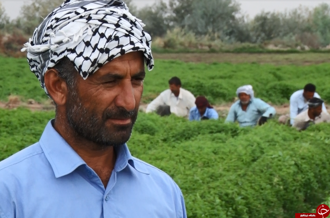 حمیدیه، قلب سبز خوزستان/برگی سبز که ارز می&zwnj;آورد+فیلم