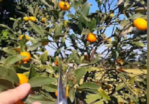 آغاز برداشت پرتقال ژاپنی در نشتارود + فیلم
