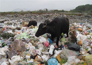 دفع غیر اصولی زباله در روستای گیلک محله الالان/ تلف شدن تنها سرمایه روستاییان در اثر آلودگی زباله‌ها + فیلم