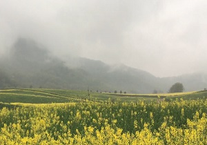 دشت زیبای کلزا در مینودشت + فیلم