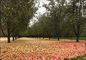 توسعه باغات کشاورزی با هدف بازگشت معکوس روستاییان