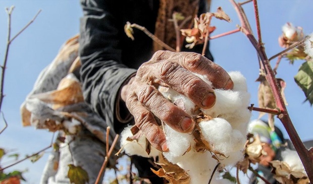 حال و روز طلای سفید در خرسان شمالی/مزارع سفید پوش در مانه و سملقان