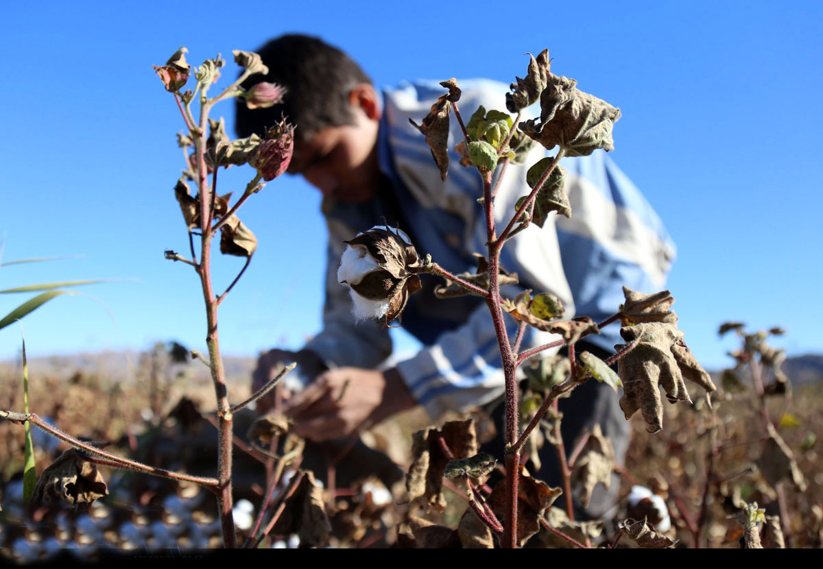 حال و روز طلای سفید در خرسان شمالی/مزارع سفید پوش در مانه و سملقان