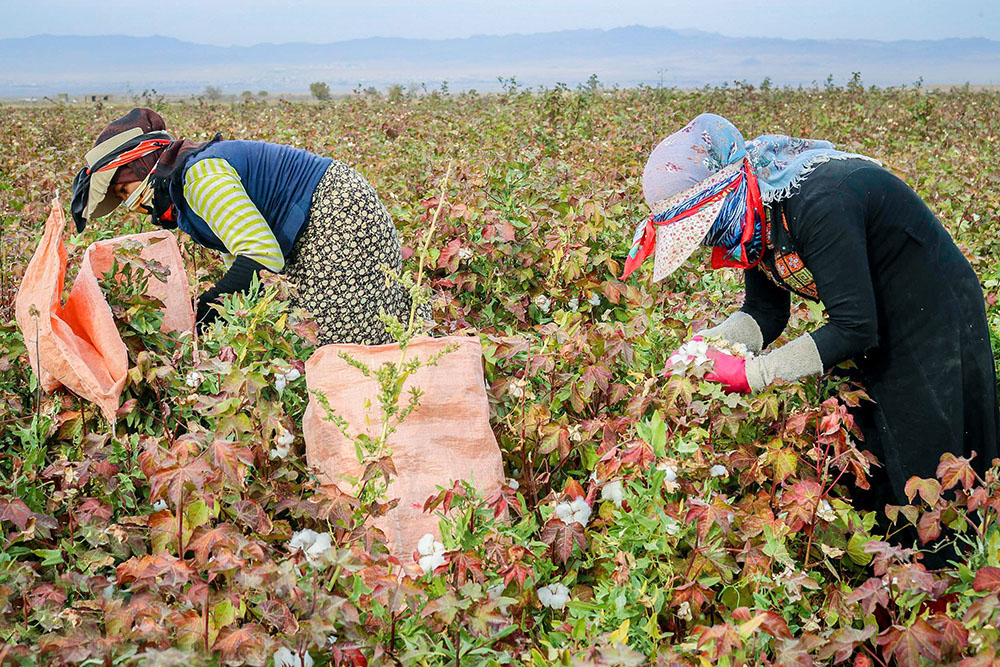 حال و روز طلای سفید در خرسان شمالی/مزارع سفید پوش در مانه و سملقان