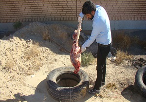 معدوم سازی ۳۳ کیلوگرم گوشت قرمز در فردوس