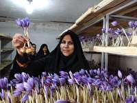 کشت زعفران بدون آب و خاک در بردسکن
