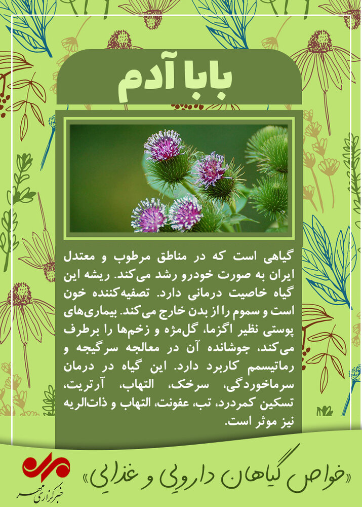با برخی خواص &laquo;بابا آدم&raquo; آشنا شوید