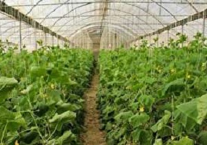 افتتاح شش هکتار گلخانه در روستای شهدادی شهرستان حاجی آباد