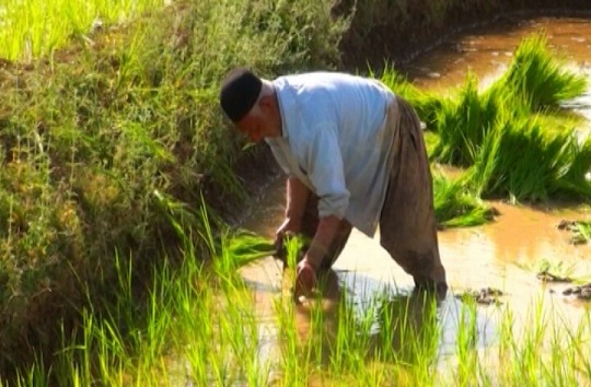 زمین گیری زمین