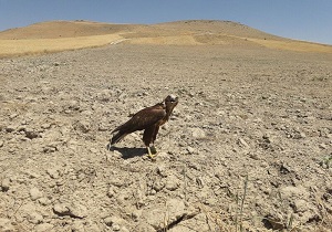 کشف و ضبط سارگپه پابلند از متخلف زنده گیری پرندگان در پارس آباد