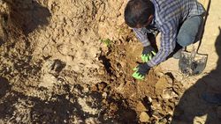 320 اصله نهال گل محمدی در روستای چسب واکاری شد