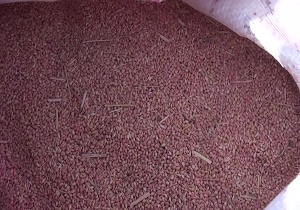 برداشت ازرن در اراضی کشاورزی طبس