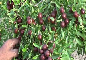 افزایش ۲ برابری تولید عناب با استفاده از دو ژنوتیپ جدید