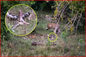 جدال مرگبار مار پیتون غول پیکر با پلنگ+ تصاویر