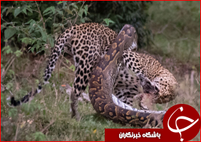 جدال مرگبار مار پیتون غول پیکر با پلنگ+ تصاویر