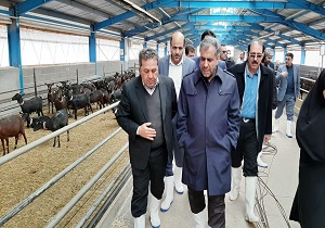 بازدید استاندار قزوین از مرکز پرورش بز مورسیا