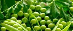 آغازکشت نخود فرنگی در طارم