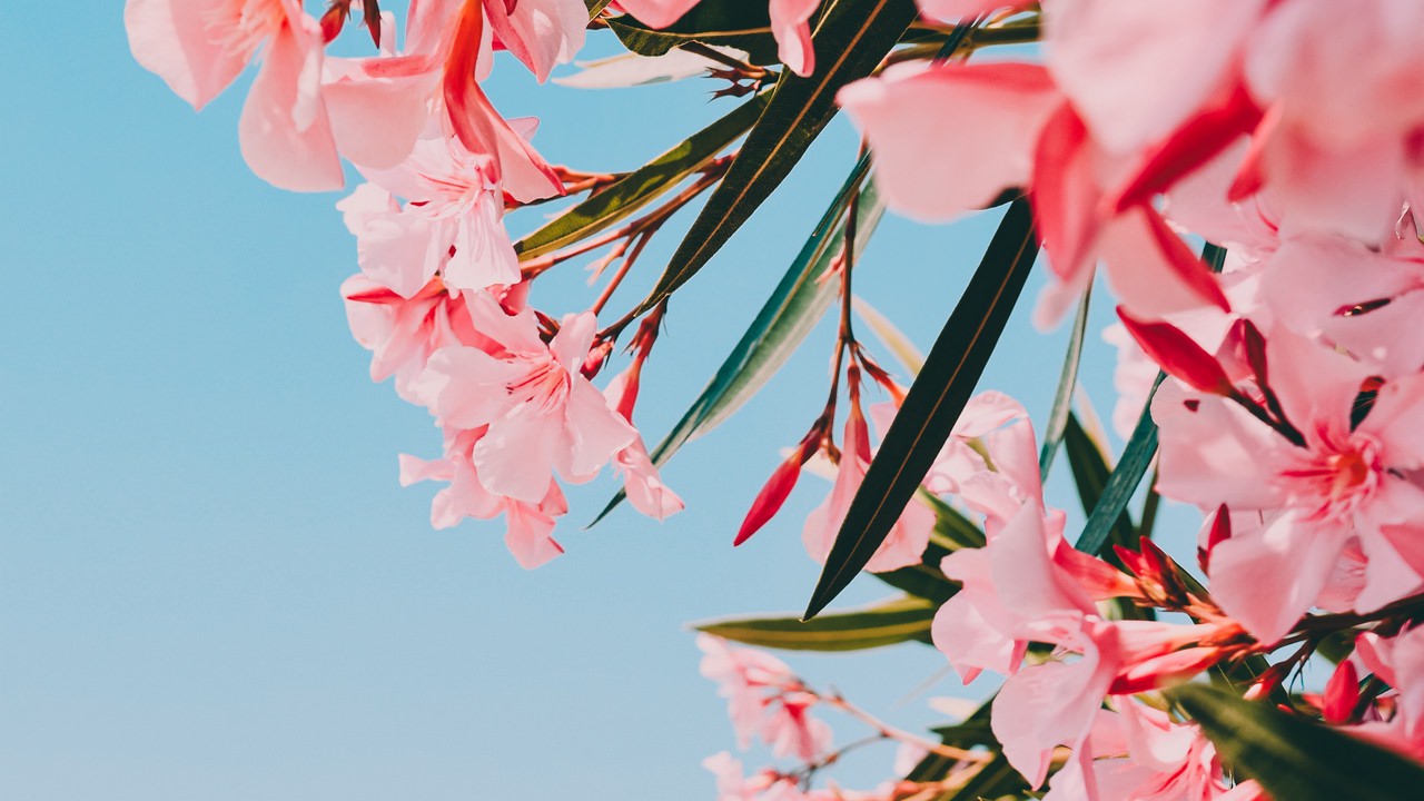 برترین تصاویر پس&zwnj;زمینه (۱۵ خرداد)
