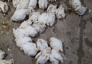 اجرا نکردن واکسیناسیون اصولی، در مرغداری‌های قاین تلفات داد