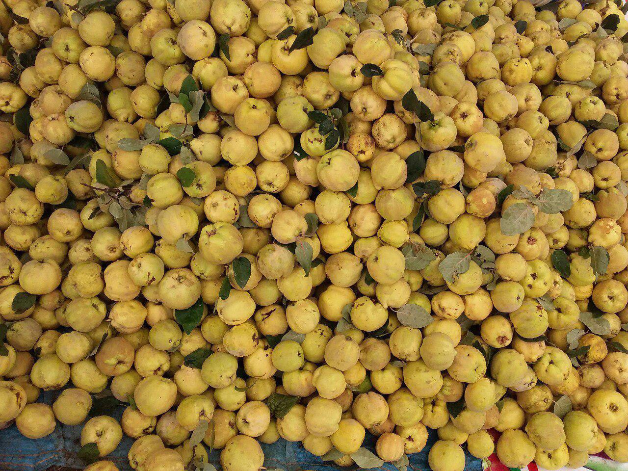 برداشت میوه به در روستای ورازانه / واژگونی اتوبوس در محور سقز- دیواندره + فیلم و تصاویر
