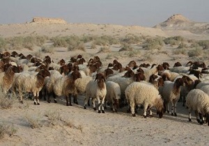 دامداران توصیه‌های دامپزشکی را جدی بگیرند/هشدار دامپزشکی در خصوص بیماری گری