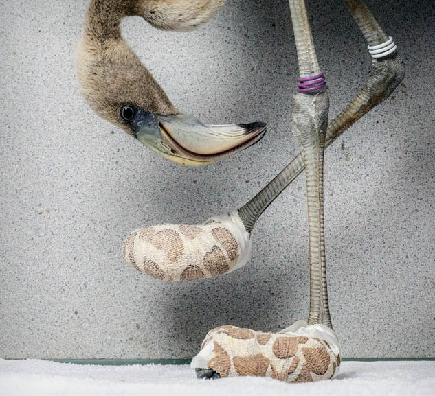 عکس&zwnj;هایی حیرت&zwnj;انگیز از حیات&zwnj;وحش