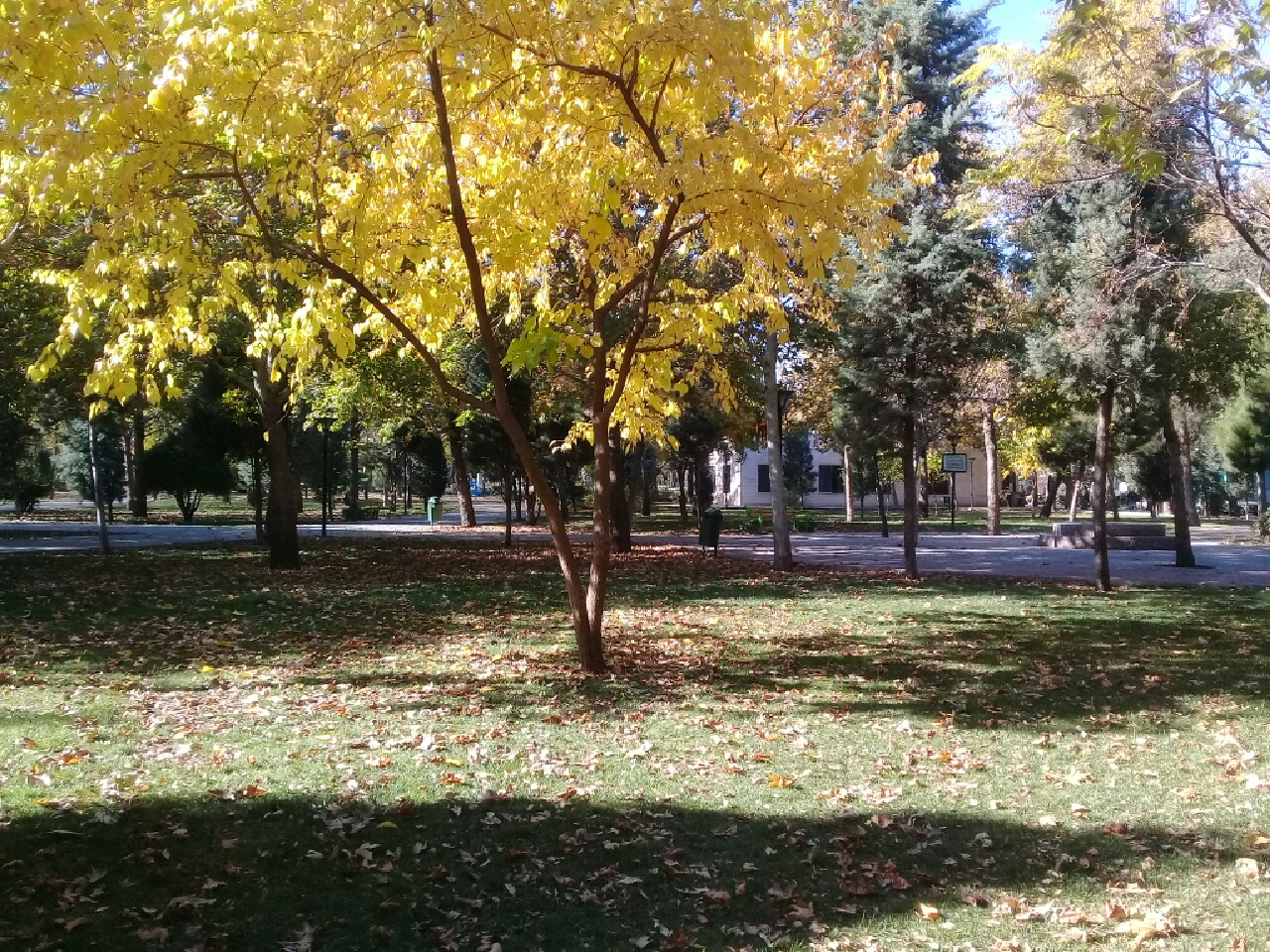 تغییر رنگ برگ&zwnj; درختان در فصل پاییز/علت علمی برگ ریزان در فصل پاییز