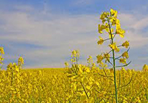 کشت بیش از هزار هکتار کلزا در زرین دشت
