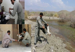 زنده گیری حاجی لک لک ناتوان و سرگردان در شهرستان سرباز