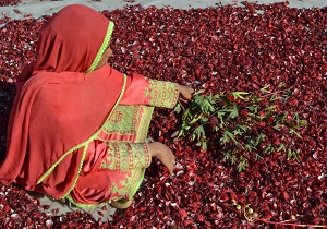 آغاز برداشت چای ترش در سیستان وبلوچستان