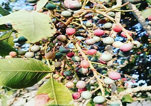 کاشت گونه‌های گیاهی بومی در مناطق کوهستانی قلعه تل