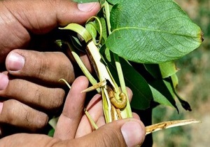 مبارزه با کرم خراط به روش تلفیقی در باغ های گردو خوانسار