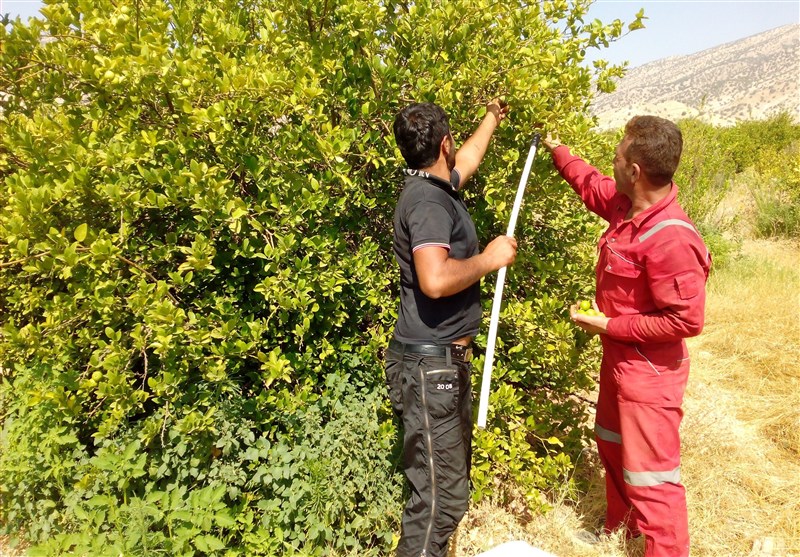 وقتی دست&zwnj;رنج ۳۶۵ روزه کشاورزان یک شبه توسط دلالان بر باد می&zwnj;رود