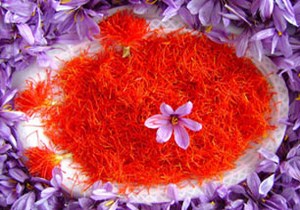 برداشت زعفران از ۱۸ هکتار از زمین‌های کوهستانی گیلان آغاز شد