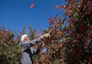۶۰۰ تن زرشک در خراسان جنوبی ‌توافقی از کشاورزان خریداری شد‌