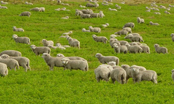 دنیای عجیب حیوانات/ مراقبت سگ مهربان از زرافه مصدوم + فیلم
