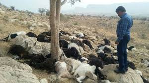 عامل تلف شدن ۴۰۰ راس دام در صالح&zwnj;آباد مشخص شد