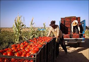 پرداخت مرحله دوم مطالبات گوجه کاران استان قزوین