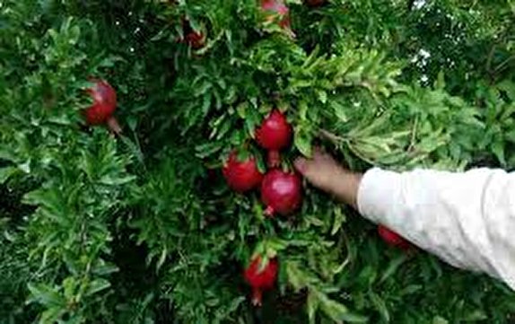باران ،انار های ساوه را ریخت