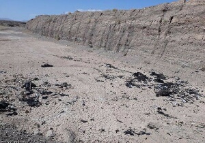 لاشه ۱۲ قطعه شتر مرغ در بستر رودخانه قاین رها شد