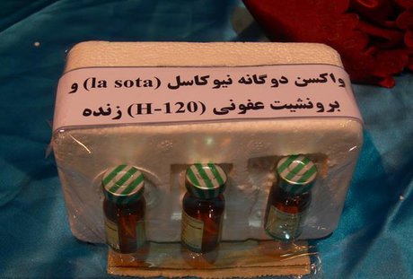 واکسیناسیون ۴۵ میلیون طیور بومی در برابر بیماری نیوکاسل