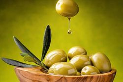 محبی/ تولید میوه زیتون به ۱۲۰ هزار تن رسید/ خودکفایی روغن زیتون دور از انتظار نیست