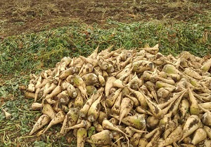 پیش بینی برداشت یک هزار و ۶۵۰ تن چغندرقند در فارسان