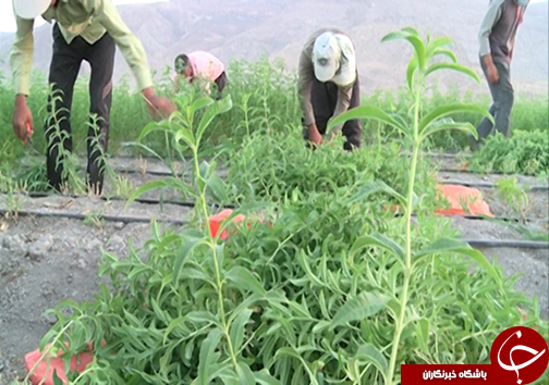 کشت گیاه دارویی در ۳ هزار هکتار از اراضی کهگیلویه و بویراحمد