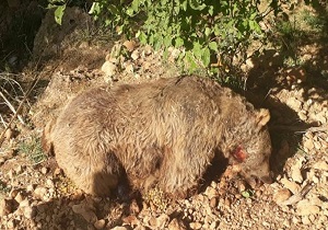 شناسایی عامل کشتار خرس در ماکو
