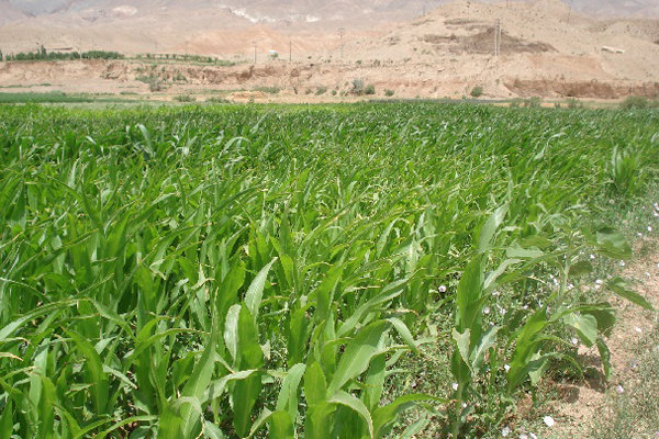 کاهش استفاده از کودهای شیمیایی در کشت محصولات کشاورزی