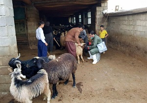 پایش و معاینه رایگان بیش از ۶ هزار ۵۰۰ راس احشام  در آذربایجان غربی
