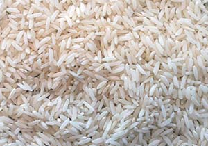 برای کاهش آلودگی قارچی در برنج چه کار کنیم؟