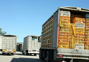 حمل و نقل بدون مجوز طیور در شهرستان بافق ممنوع